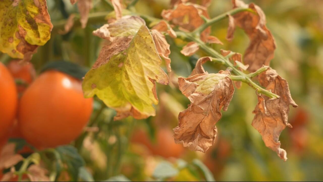 French heatwave threatens food inflation as agriculture sector suffers – Business